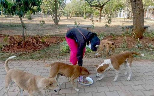 غذارسانی به حیوانات