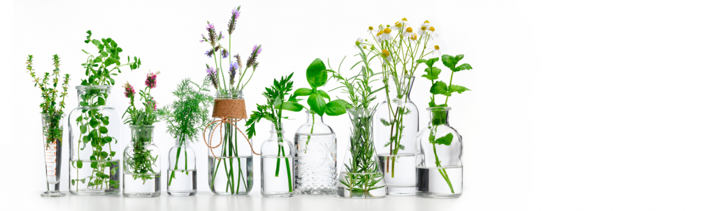 بهترین دارو‌های گیاهی را بشناسید