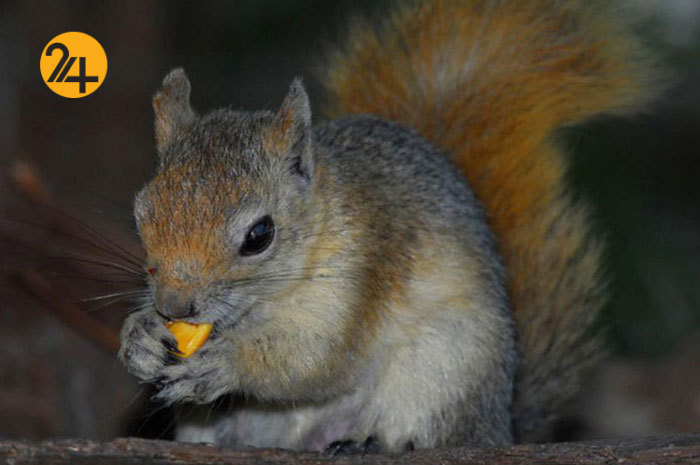 سنجاب‌های زاگرسی