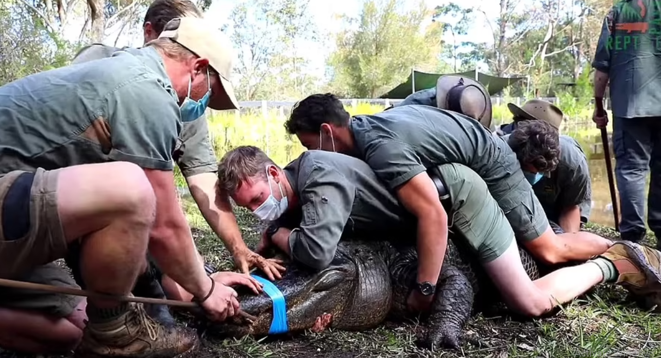 جدال تمساح نافرمان و ۱۲ کارمند باغ&zwnj;وحش + ویدئو
