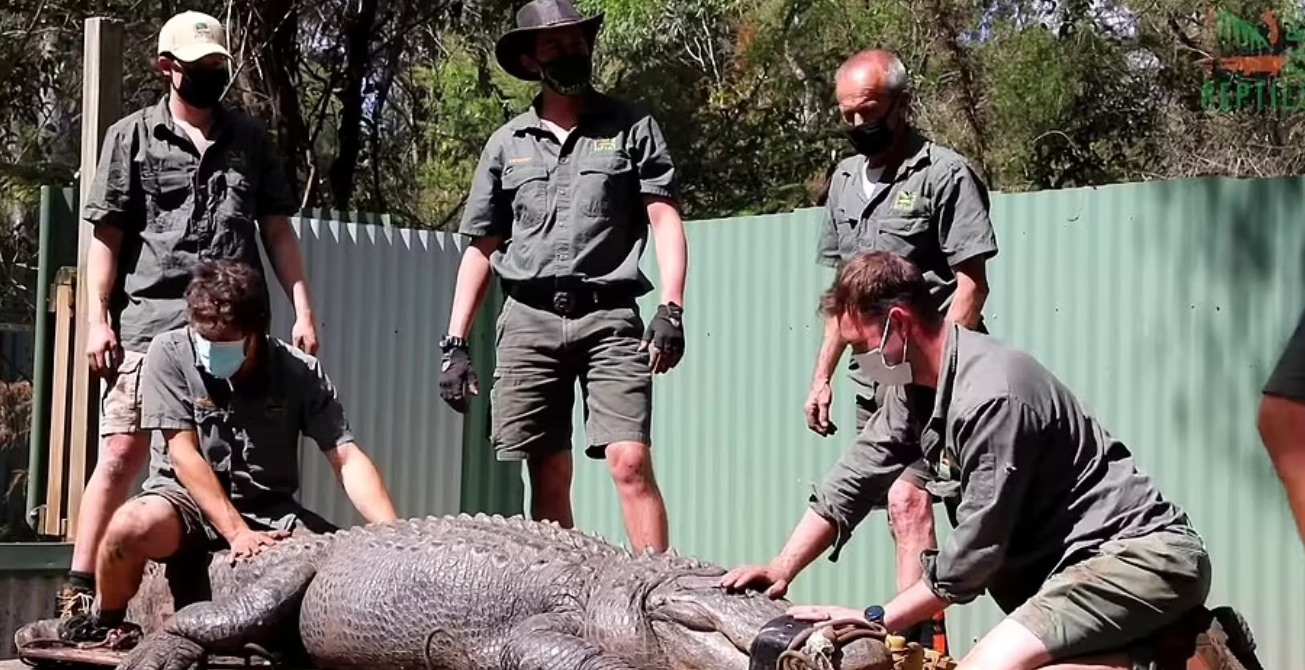 جدال تمساح نافرمان و ۱۲ کارمند باغ&zwnj;وحش + ویدئو