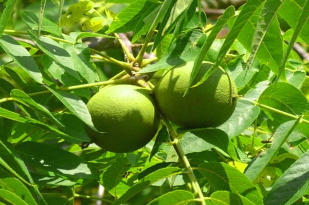 معرفی پربارترین نهال&zwnj;های گردو بذری در ایران