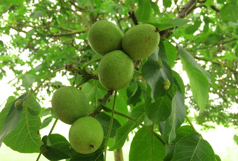 معرفی پربارترین نهال&zwnj;های گردو بذری در ایران