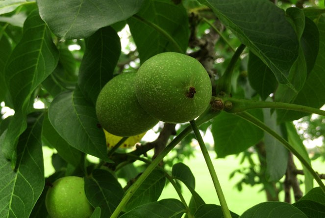 معرفی پربارترین نهال&zwnj;های گردو بذری در ایران