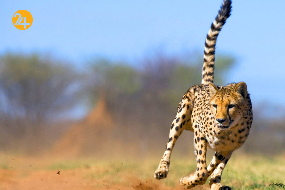 تکثیر در زیستگاه برای حفاظت از یوز