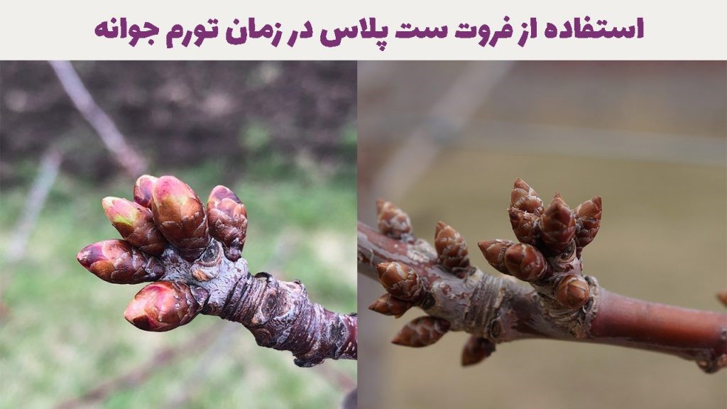 فروت ست پلاس آیا در باردهی درختان معجزه می&zwnj;کند؟