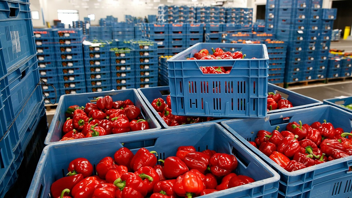 چرا محصولات کشاورزی ایرانی برگشت می‌خورند؟