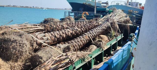 تصاویری از نخلهای ایرانی برگشت خورده از قطر تصاویری از نخلهای ایرانی برگشت خورده از قطر