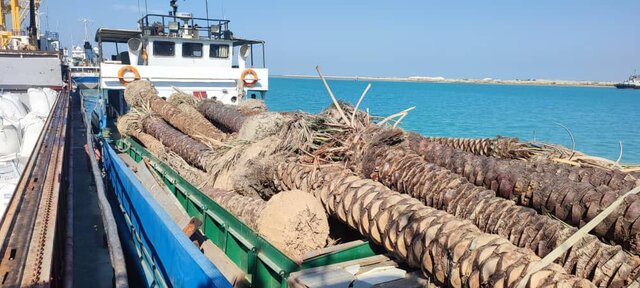 تصاویری از نخلهای ایرانی برگشت خورده از قطر تصاویری از نخلهای ایرانی برگشت خورده از قطر