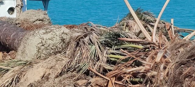 تصاویری از نخلهای ایرانی برگشت خورده از قطر تصاویری از نخلهای ایرانی برگشت خورده از قطر