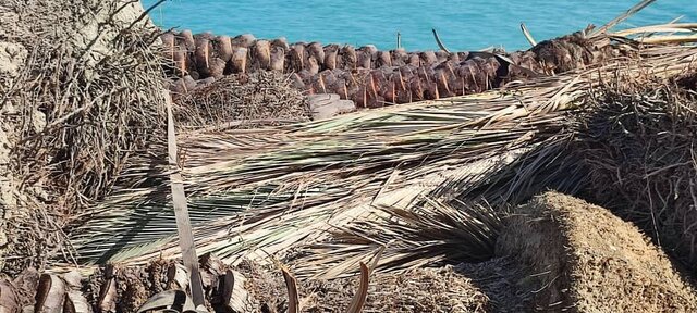 تصاویری از نخلهای ایرانی برگشت خورده از قطر تصاویری از نخلهای ایرانی برگشت خورده از قطر