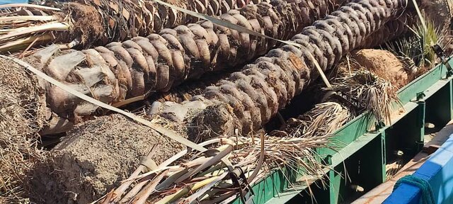 تصاویری از نخلهای ایرانی برگشت خورده از قطر تصاویری از نخلهای ایرانی برگشت خورده از قطر