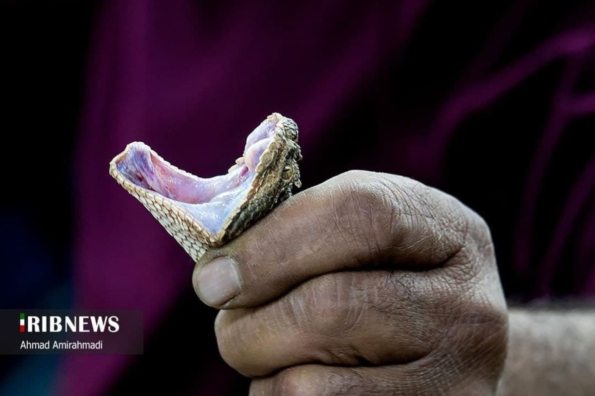 تولید پادزهر از افعیهای شاخ دار دامغان تولید پادزهر از افعیهای شاخ دار دامغان