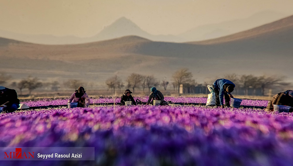زعفران طلای سرخ ایران زعفران طلای سرخ ایران