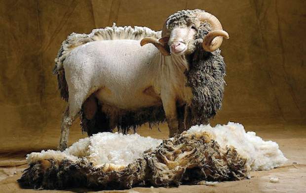 ماجرای واردات پشم