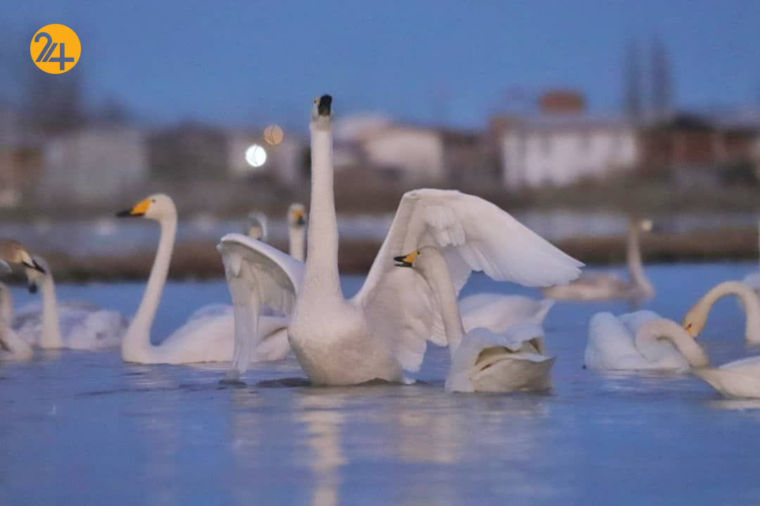 بیش از ۵۵۰ قوی مهاجر در سرخرود