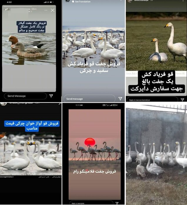 فروش قوهای مهاجر زنده در بازار سیاه؛ جفتی ۲۵ میلیون!