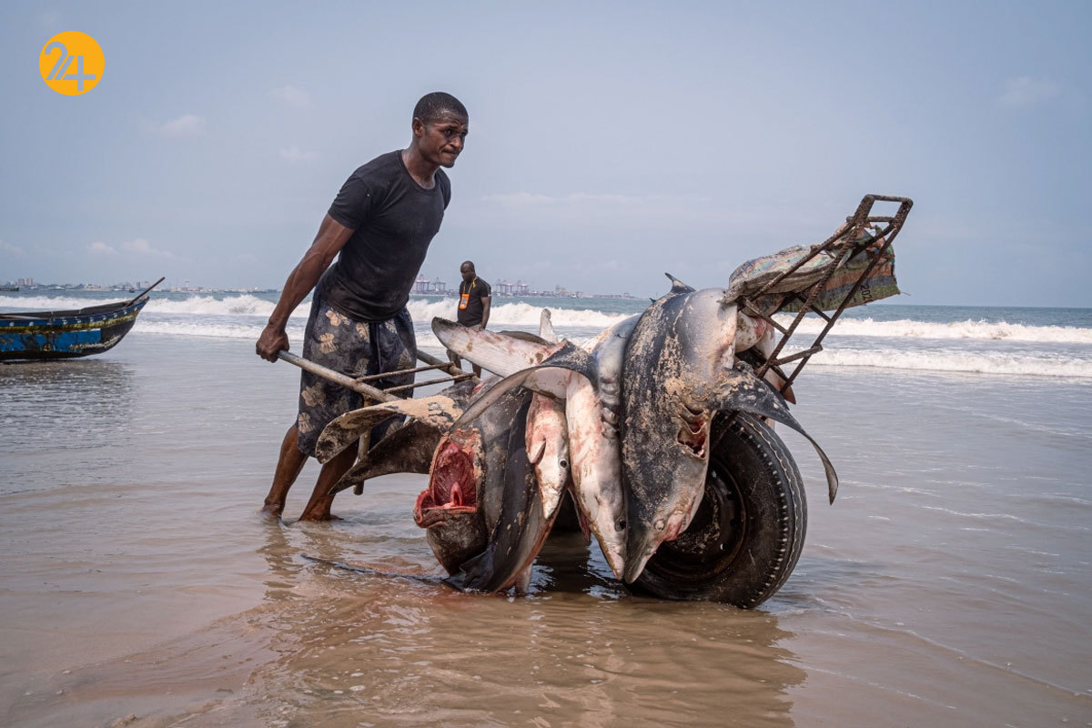 صید بی‌رویه کوسه ماهیان سواحل آفریقا