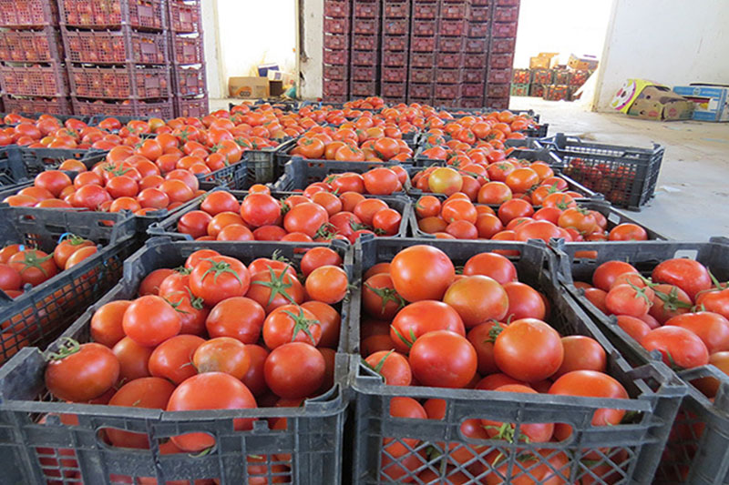 وعده ارزانی گوجه&zwnj;فرنگی تا یک&zwnj;ماه دیگر