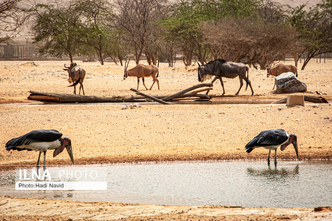باغ وحش العین امارات باغ وحش العین امارات