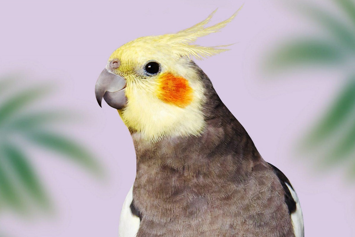 قیمت عروس هلندی چند است