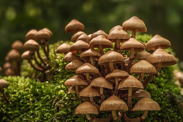 مسمومیت قارچهای سمی مسمومیت قارچهای سمی