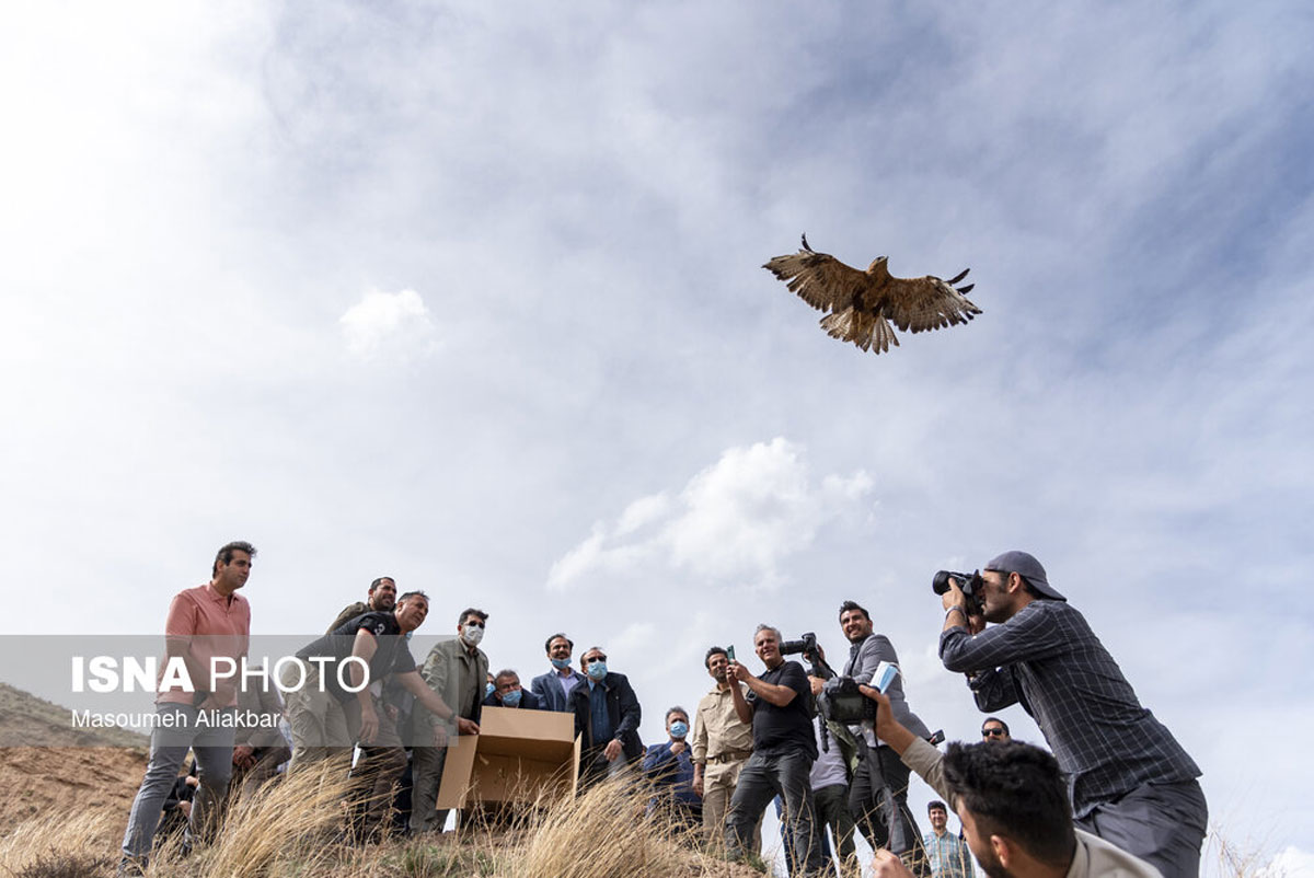بازگشت تعدادی از گونههای حیات وحش به طبیعت بازگشت تعدادی از گونههای حیات وحش به طبیعت
