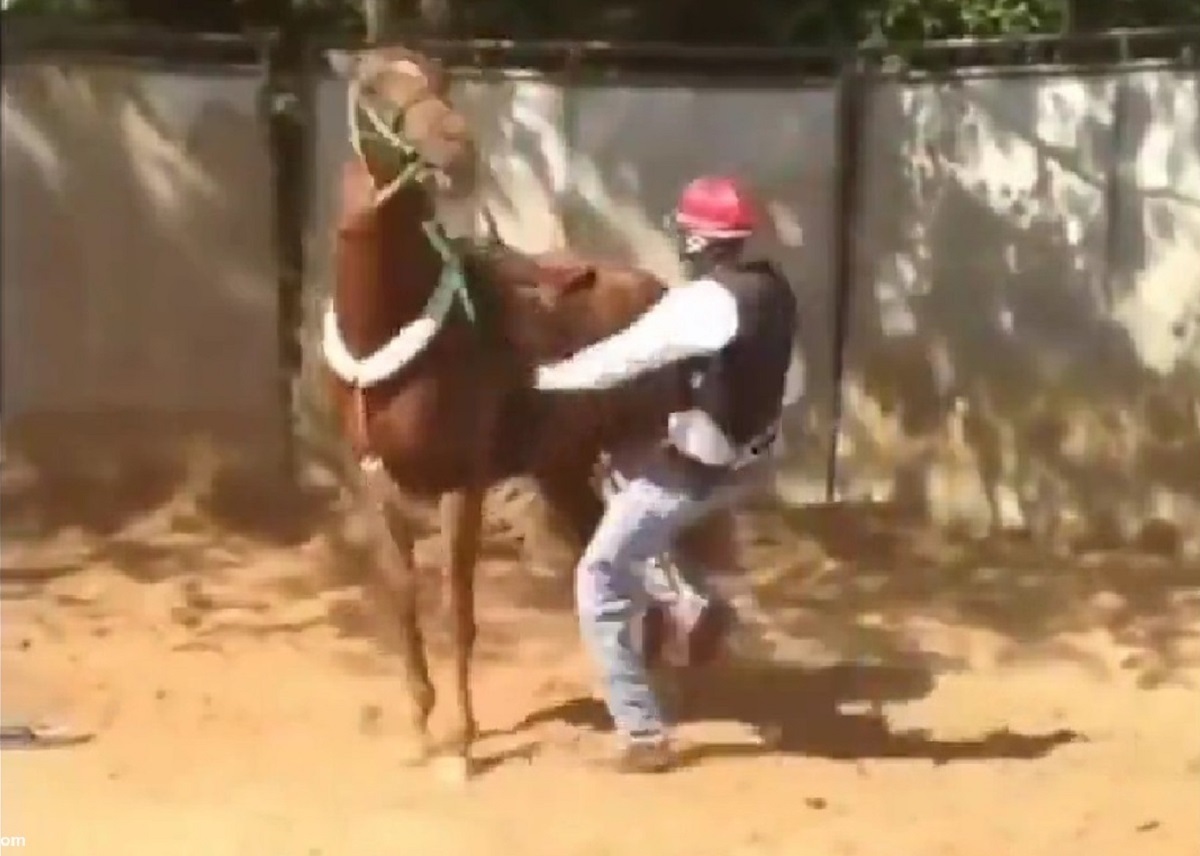 اسب لگدخورده از سوارکار، بلافاصله تلافی کرد! +فیلم