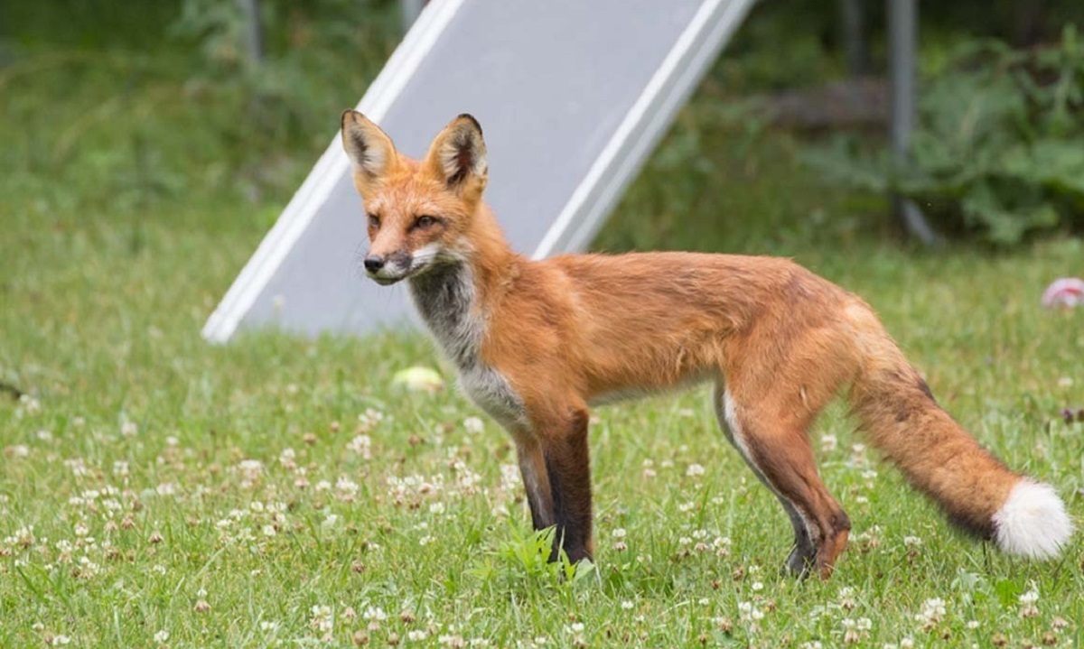 ویدئویی بامزه از جست و خیز روباه روی ترامپولین!