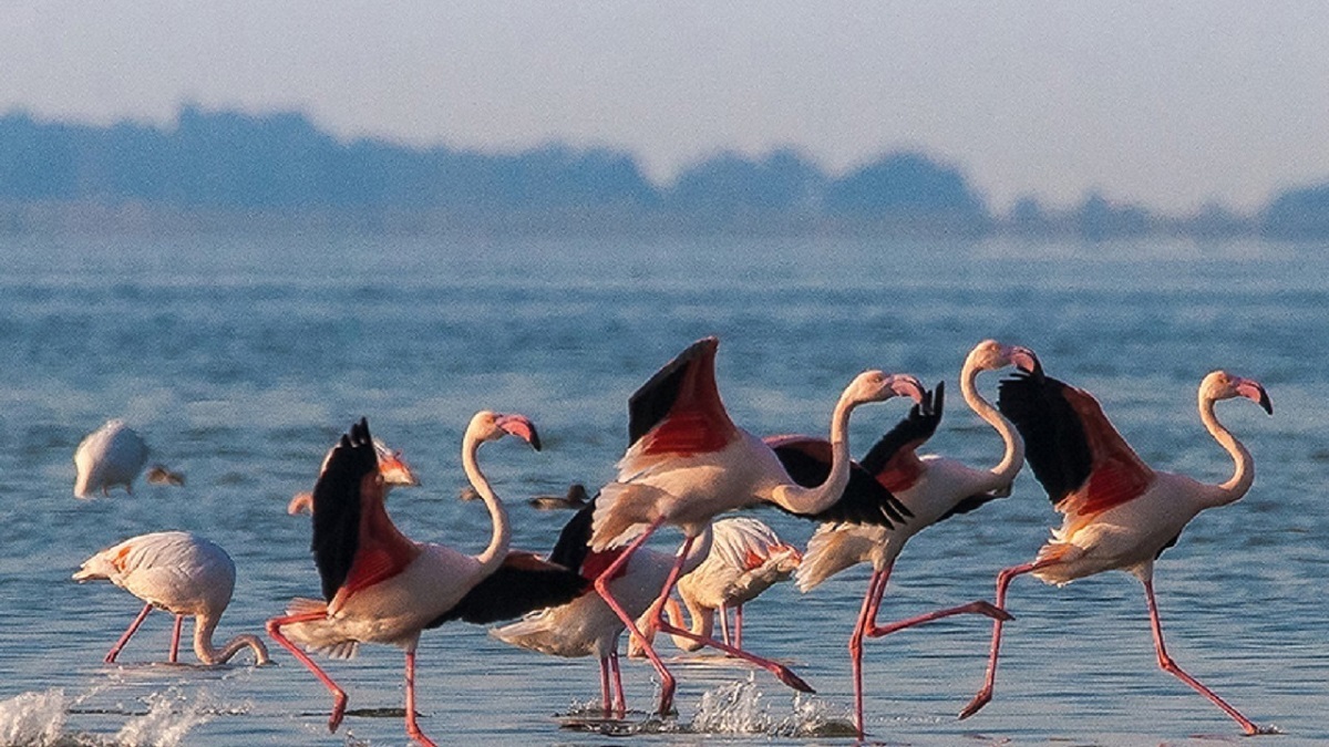 فروش میانکاله واقعیت دارد؟