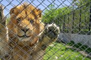 ویدئویی دیدنی از واکنش‌های حیوانات پس از آزادی از قفس