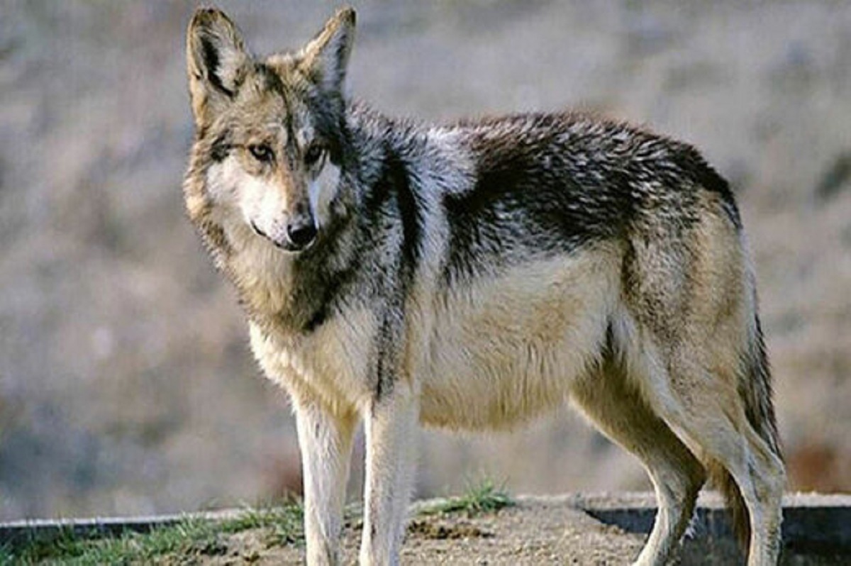 تصاویری زیبا از گرگ مادر و دو فرزندش در جنگل‌های هیرکانی +فیلم