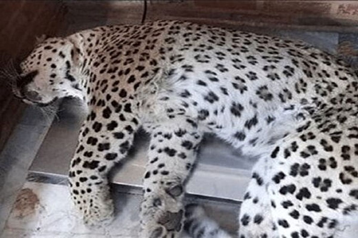 یک پلنگ دیگر قربانی شد؛ این بار در آغل گوسفندان یک پلنگ دیگر قربانی شد؛ این بار در آغل گوسفندان