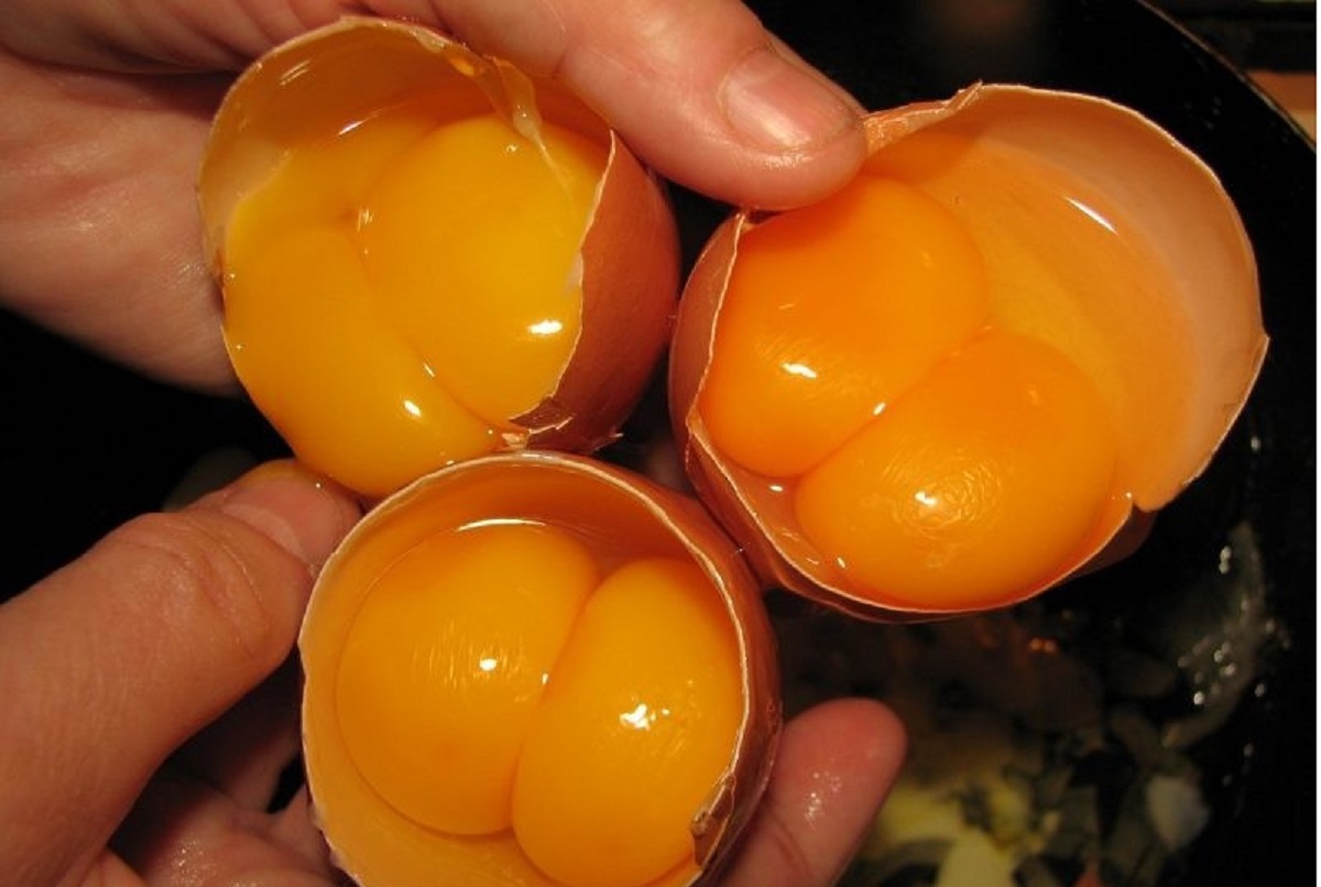 ساخت تخم مرغ دو زرده بدون استفاده از مرغ