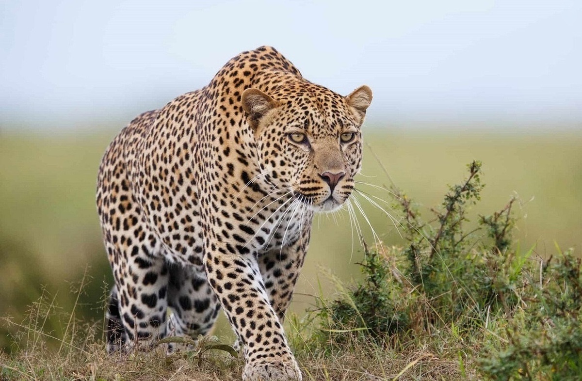 مشاهده ۳ پلنگ در منطقه آرادان +فیلم مشاهده ۳ پلنگ در منطقه آرادان +فیلم