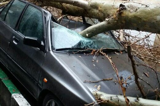 سقوط وحشتناک درخت روی پراید فاجعه آفرید +فیلم