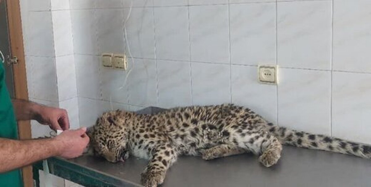 نجات توله پلنگ زخمی توسط مردم روستایی +فیلم