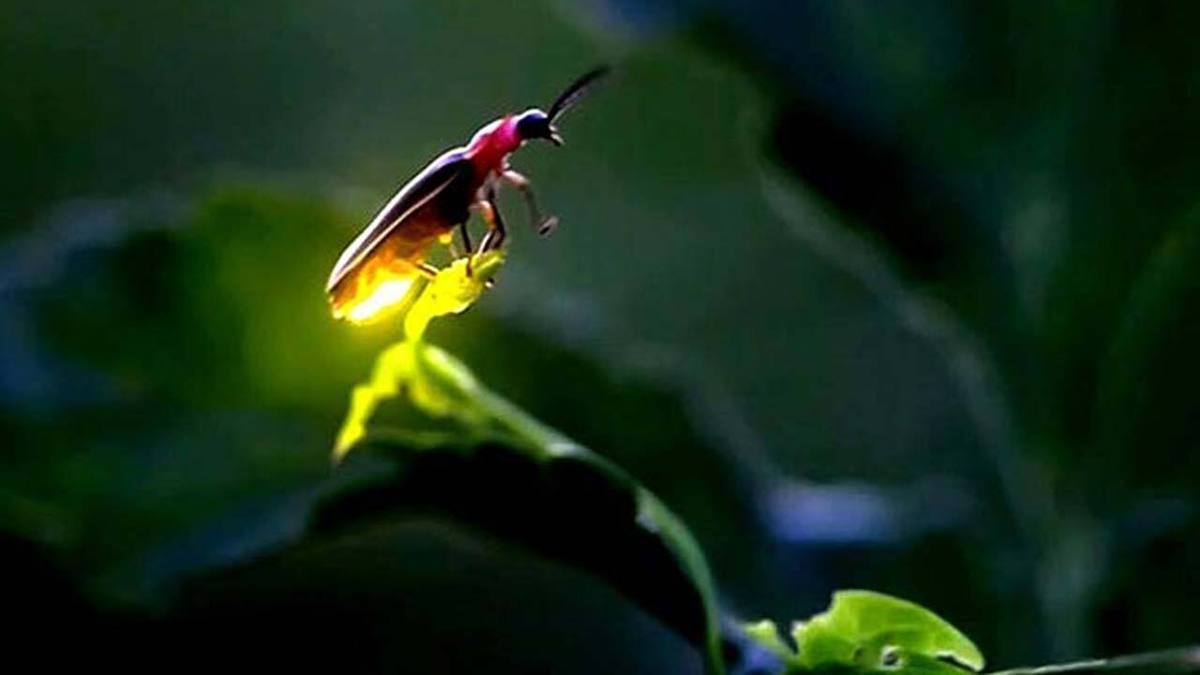 ویدئویی جالب از نمای یک شبتاب روی دست یک انسان ویدئویی جالب از نمای یک شبتاب روی دست یک انسان