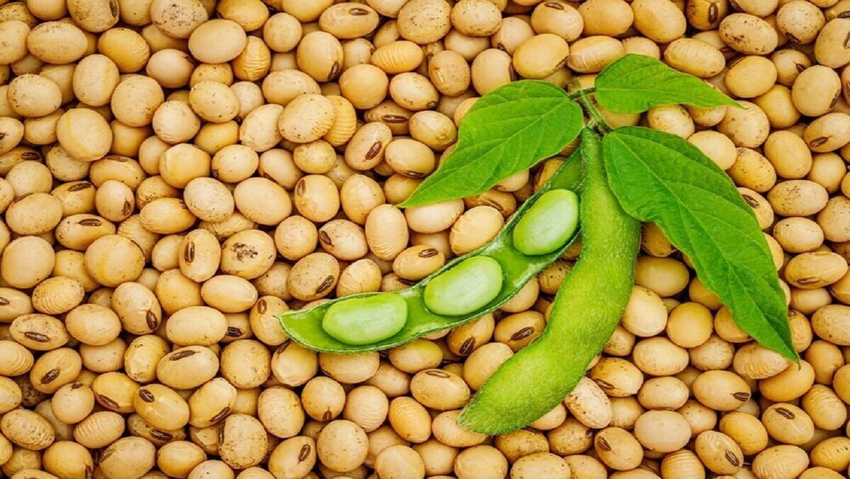 سرطان معده سرطان معده