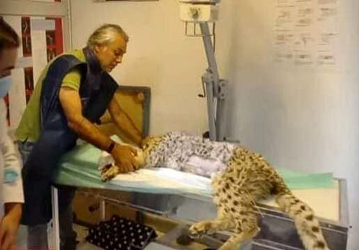 آخرین وضعیت پیروز/ محیط زیست: پیروز به دلیل اینکه شیر مادر نخورده، مشکل کلیوی دارد