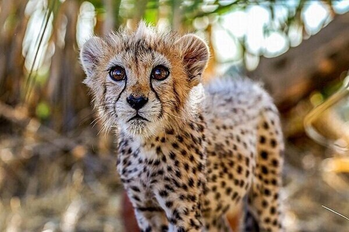 انتشار ویدیویی از پیروز در بیمارستان دامپزشکی تهران