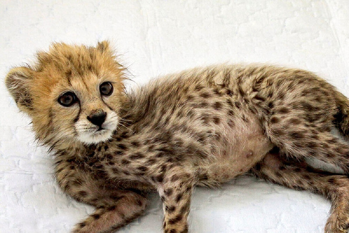 گزارشی از آخرین وضعیت پیروز/ یوزپلنگ ایرانی زنده می‌ماند؟