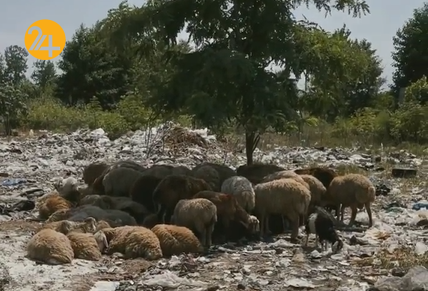 وضعیت اسفبار گوسفندان در زباله‌های شمال ایران