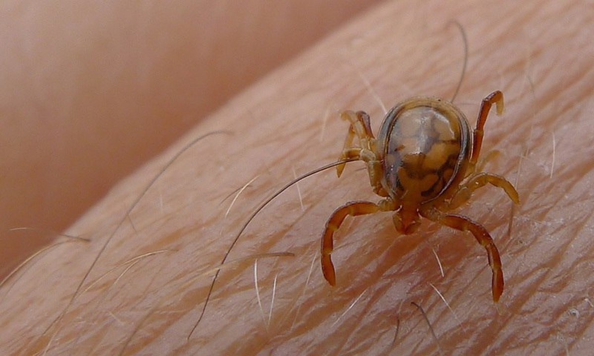 تعداد مبتلایان تب کریمه کنگو