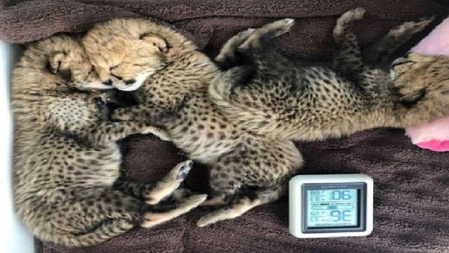 اما و اگر‌های بقای سومین توله یوز