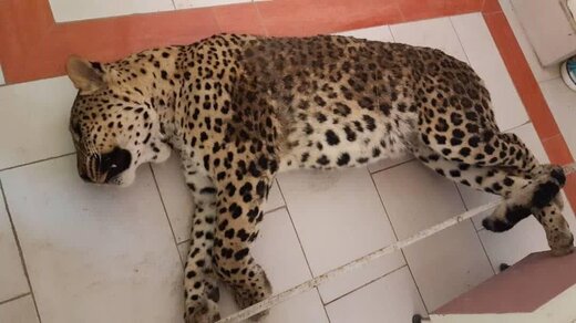 پلنگ قائم شهر 