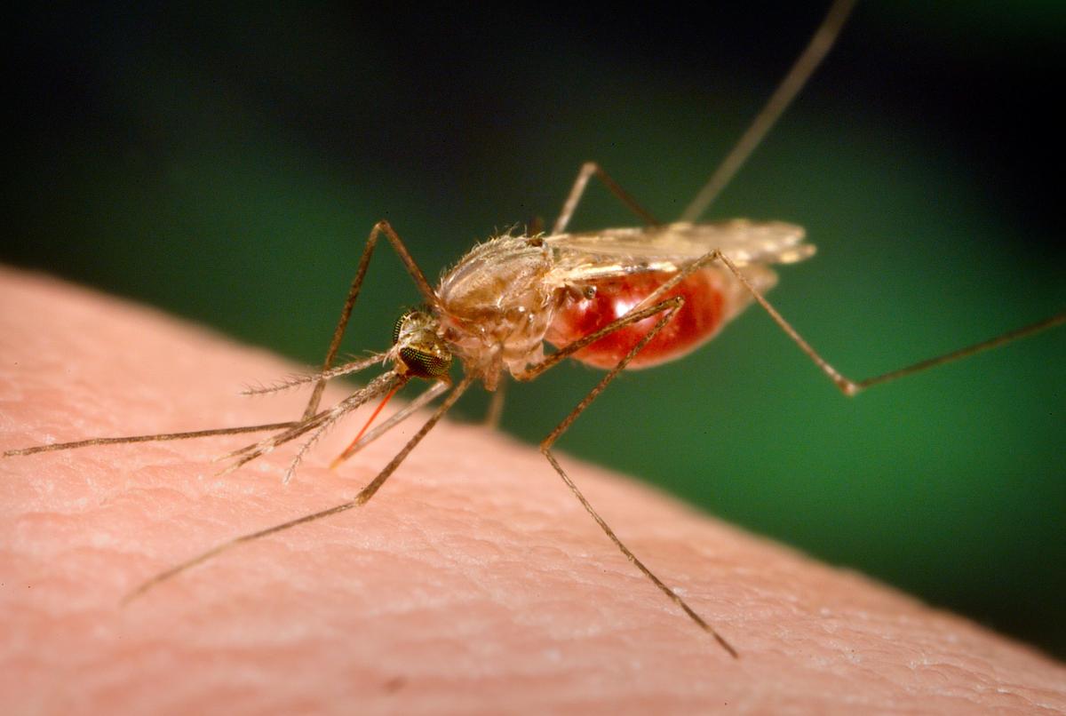 علائم ابتلا به مالاریا