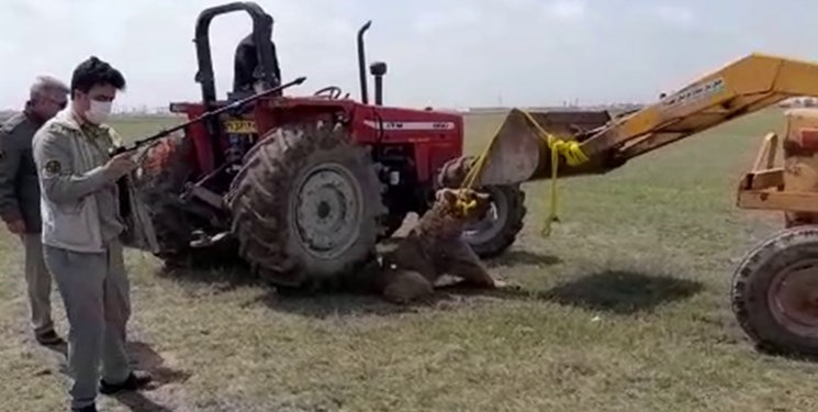 پلنگ ایرانی