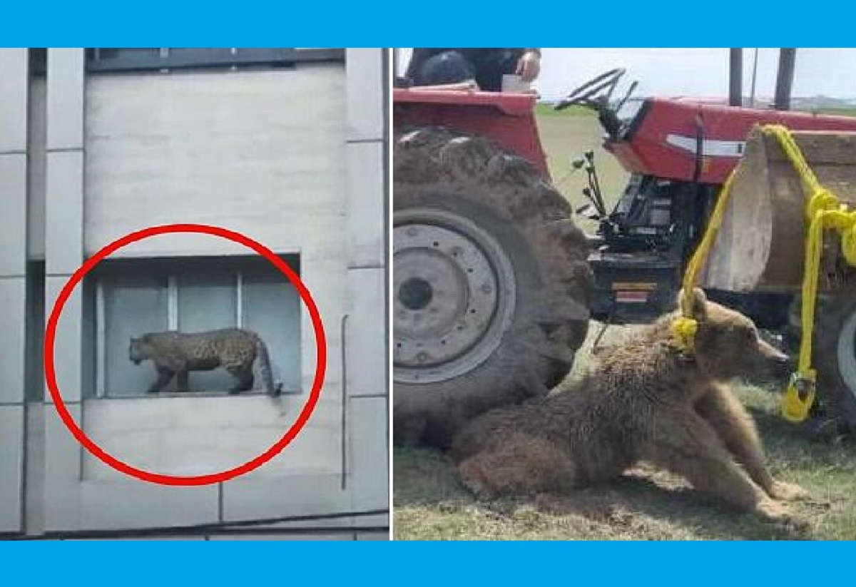 حیوان‌آزاری 