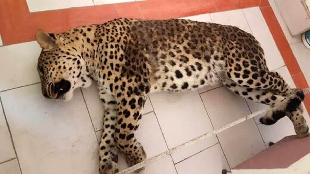 جزییات مرگ پلنگ قائمشهر و خرس قهوه‌ای در روزهای اخیر